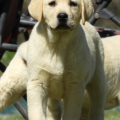 Chiot Labrador Lof