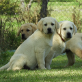 Chiot Labrador Lof