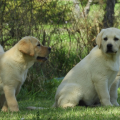 Chiot Labrador Lof