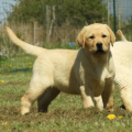 Chiot Labrador Lof