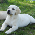 Chiot Labrador Lof