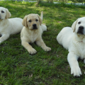 Chiot Labrador Lof