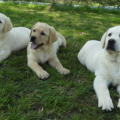 Chiot Labrador Lof