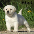 Chiot Labrador Lof