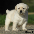 Chiot Labrador Lof