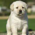 Chiot Labrador Lof