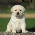 Chiot Labrador Lof