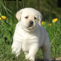 Chiot Labrador Lof