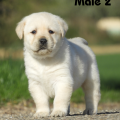 Chiot Labrador Lof