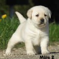 Chiot Labrador Lof