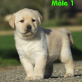 Chiot Labrador Lof