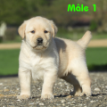 Chiot Labrador Lof