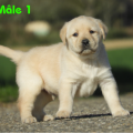 Chiot Labrador Lof