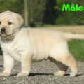 Chiot Labrador Lof