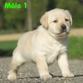 Chiot Labrador Lof