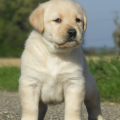 Chiot Labrador Lof