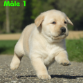 Chiot Labrador Lof