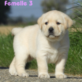 Chiot Labrador Lof