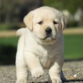 Chiot Labrador Lof