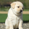 Chiot Labrador Lof