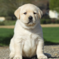Chiot Labrador Lof