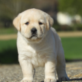 Chiot Labrador Lof