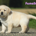 Chiot Labrador Lof
