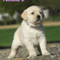 Chiot Labrador Lof