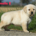 Chiot Labrador Lof
