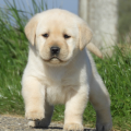 Chiot Labrador Lof