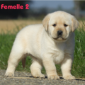 Chiot Labrador Lof