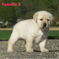 Chiot Labrador Lof
