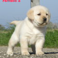 Chiot Labrador Lof