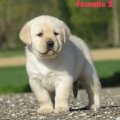 Chiot Labrador Lof