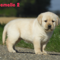 Chiot Labrador Lof