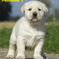 Chiot Labrador Lof