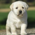 Chiot Labrador Lof