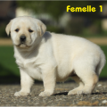 Chiot Labrador Lof
