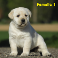 Chiot Labrador Lof