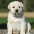 Chiot Labrador Lof