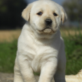 Chiot Labrador Lof