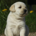 Chiot Labrador Lof