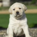Chiot Labrador Lof