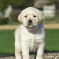 Chiot Labrador Lof