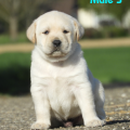 Chiot Labrador Lof