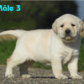 Chiot Labrador Lof