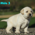 Chiot Labrador Lof
