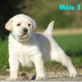Chiot Labrador Lof