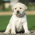 Chiot Labrador Lof