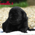 Chiot Labrador Lof